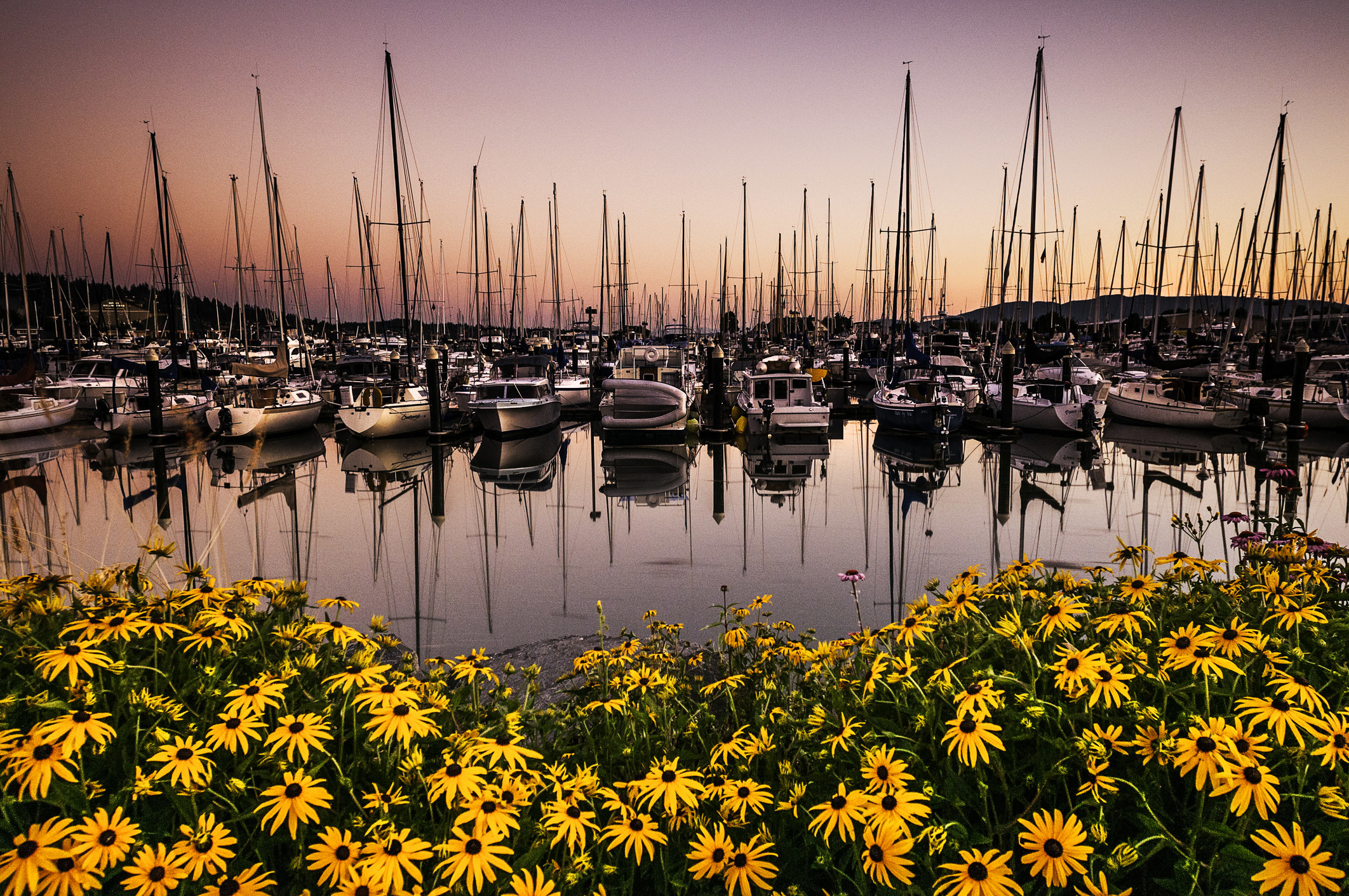 Boats in the sunset in a harbor in Bellingham.