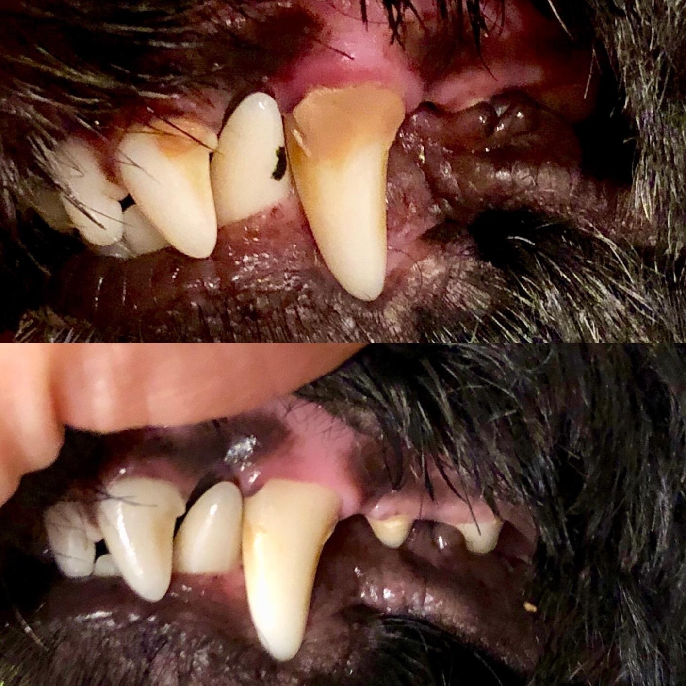 on top: close-up of dog&#x27;s stained teeth. on bottom: same dog&#x27;s teeth with less stains after using the toothpaste