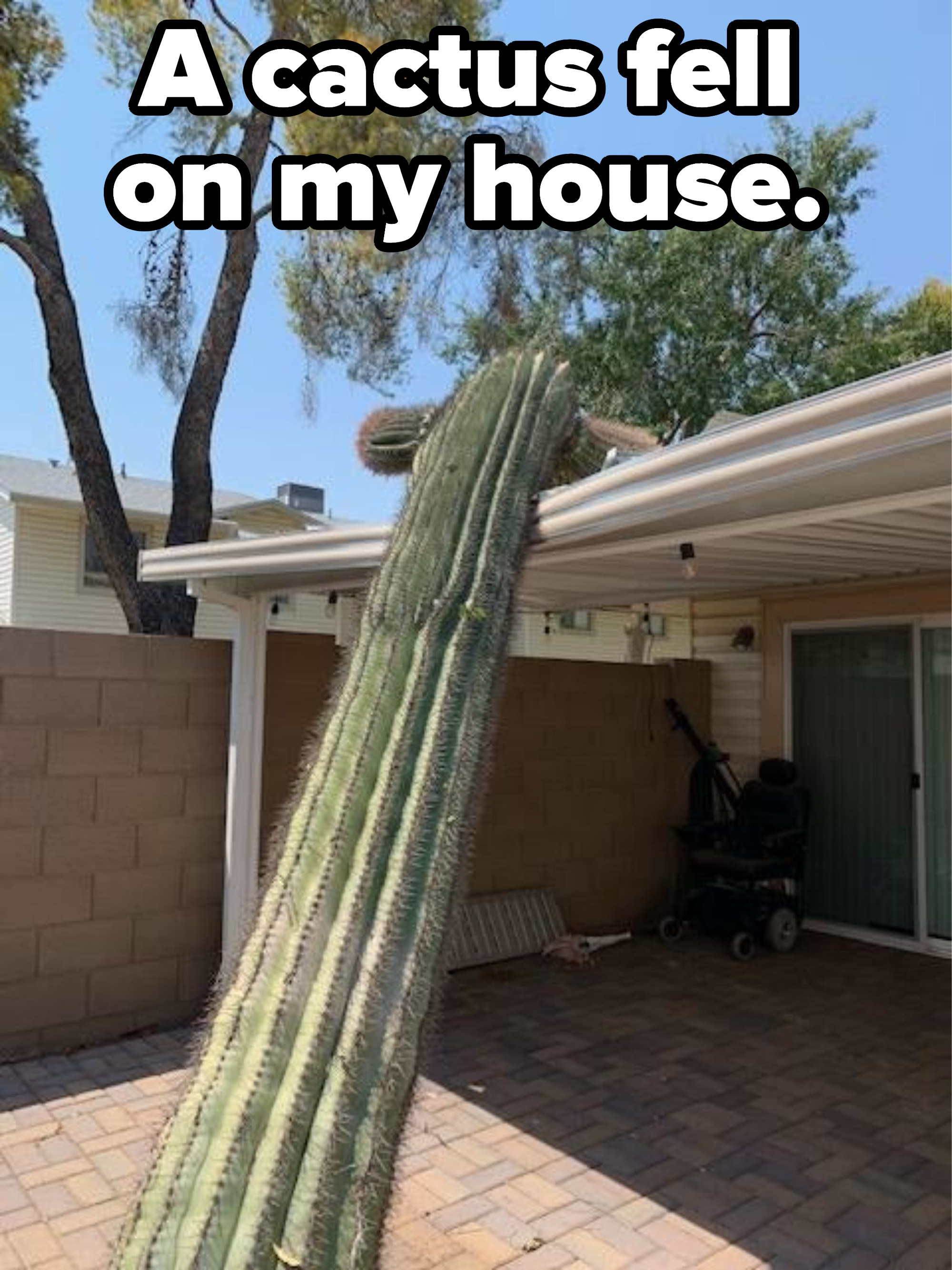 A giant cactus toppling over onto a house