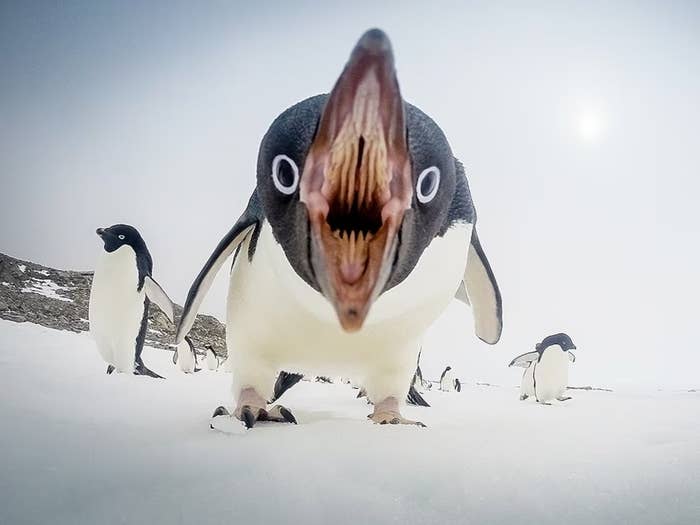 the inside of a penguin&#x27;s mouth revealing many rows of sharp teeth