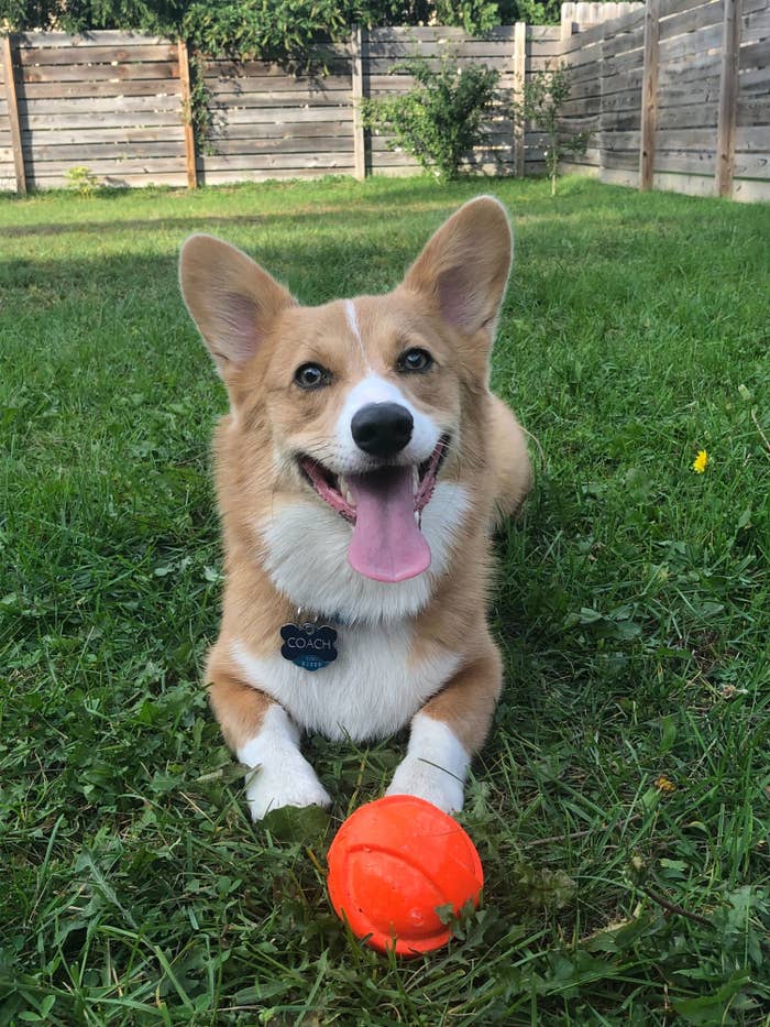 Coach the corgi smiles in a yard with a ball