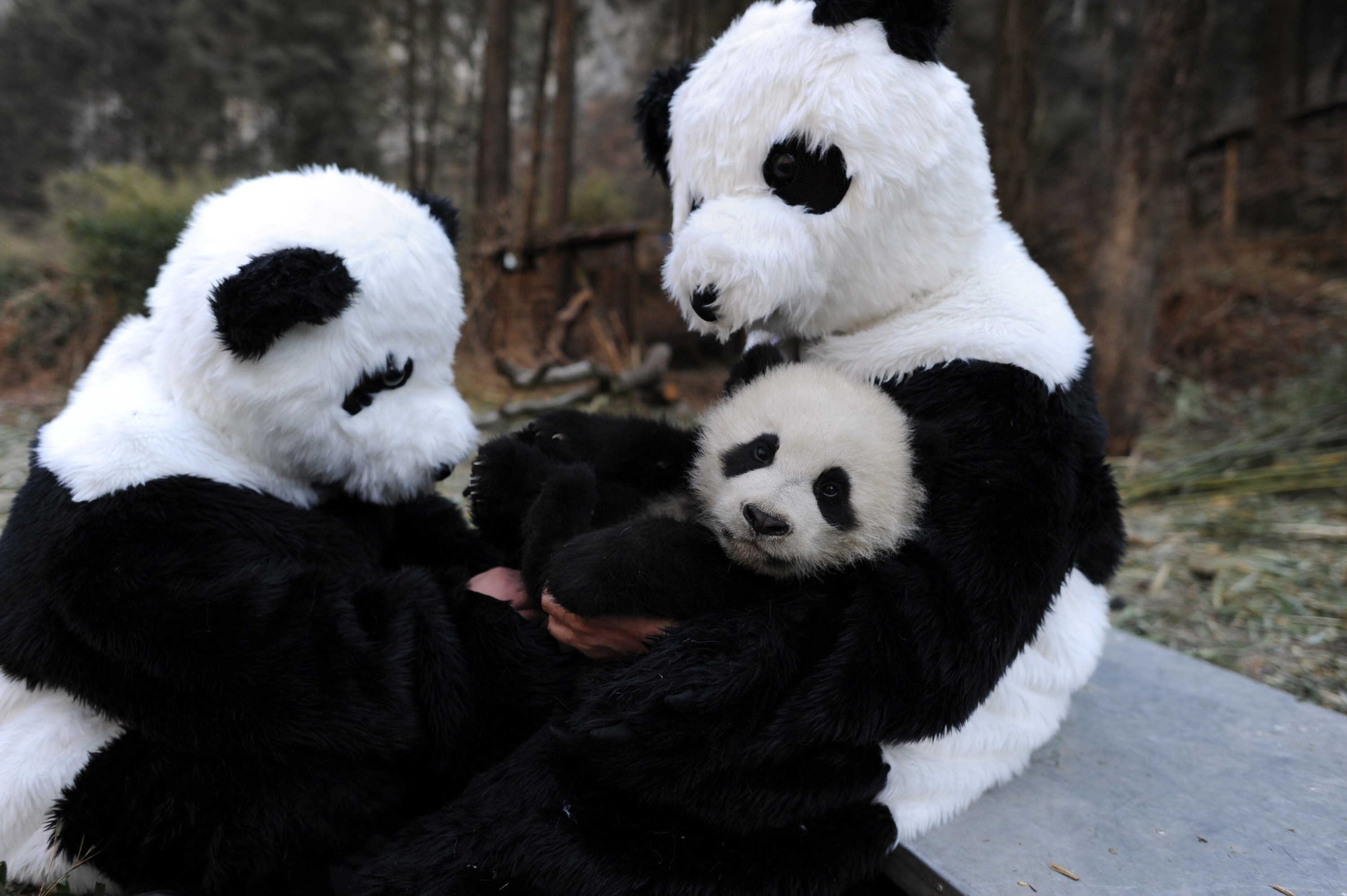 Close-up of panda being held by people in panda costumes