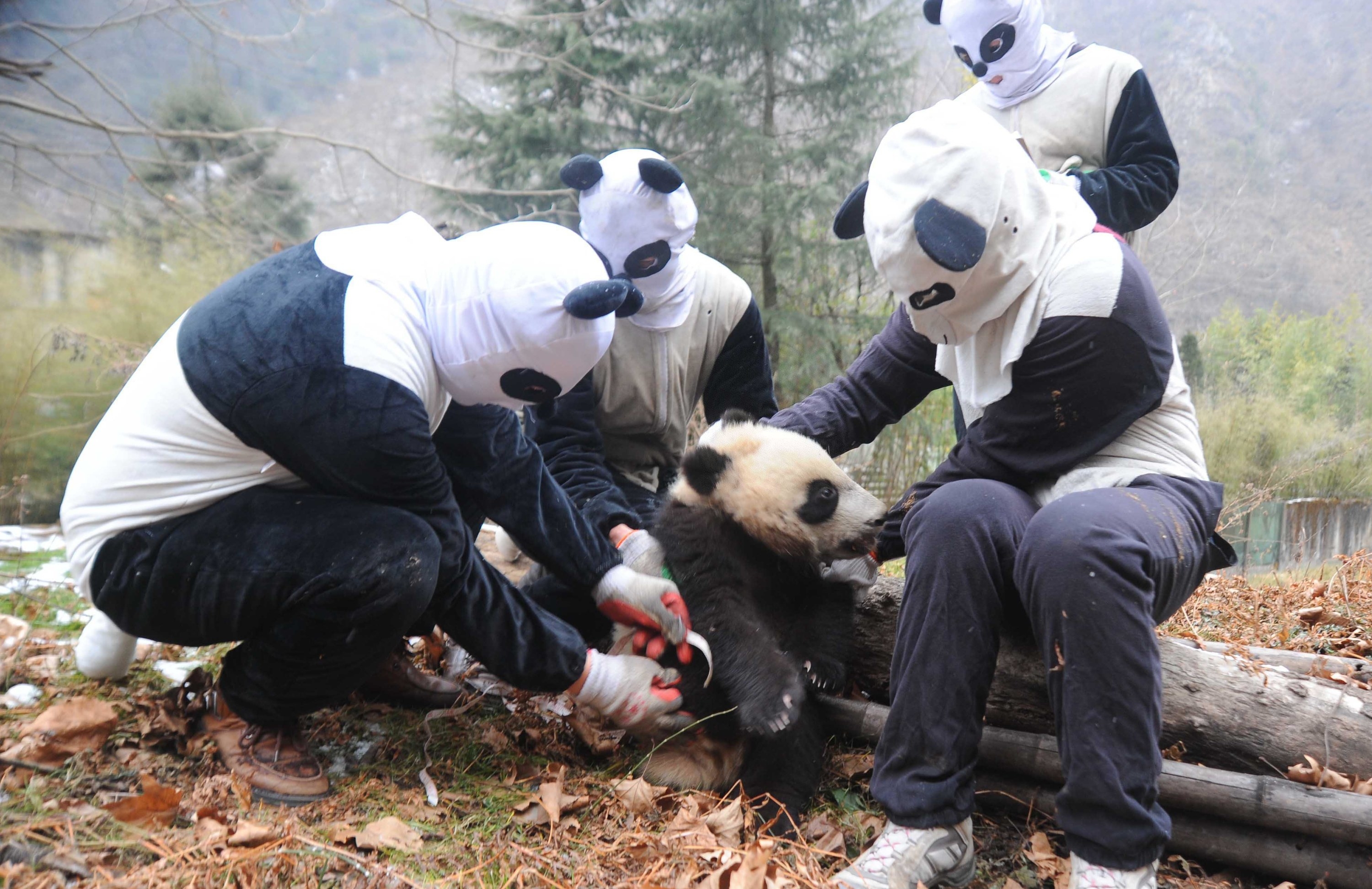 Caretakers in panda costumes sitting around a real panda cub