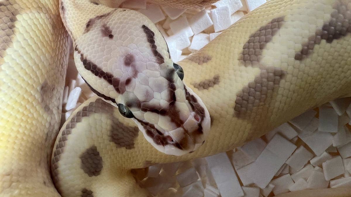 Toronto police have charged a man who attacked a person with a python with assault with a weapon and unnecessary pain and suffering to an animal.