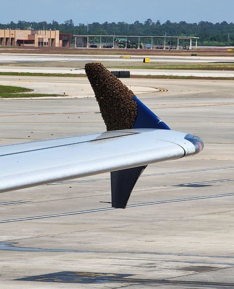 the wing of a plane where thousands of bees are on it