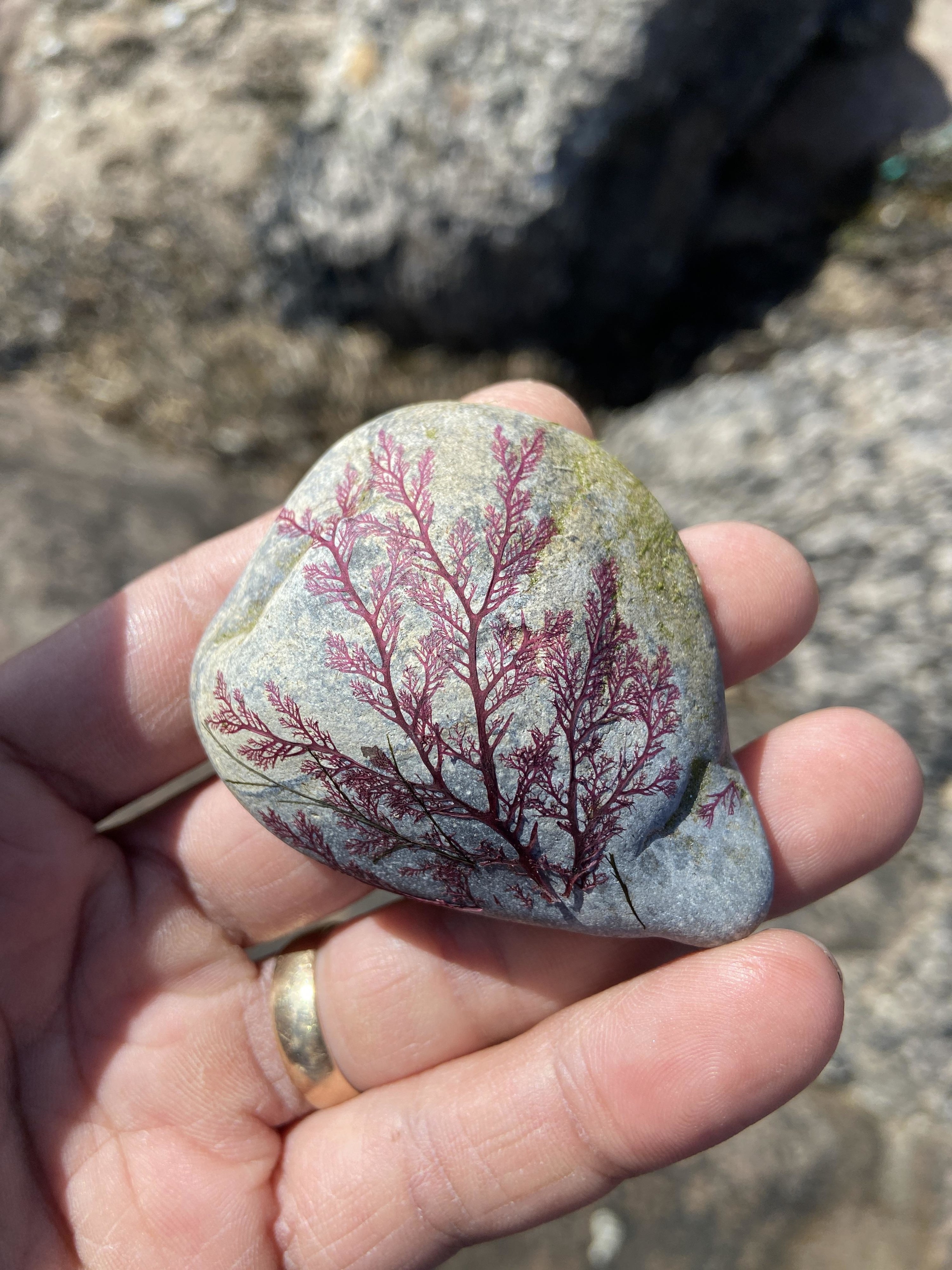 a small stone in someone&#x27;s hands that has branch-like patterning from seaweed stuck to it