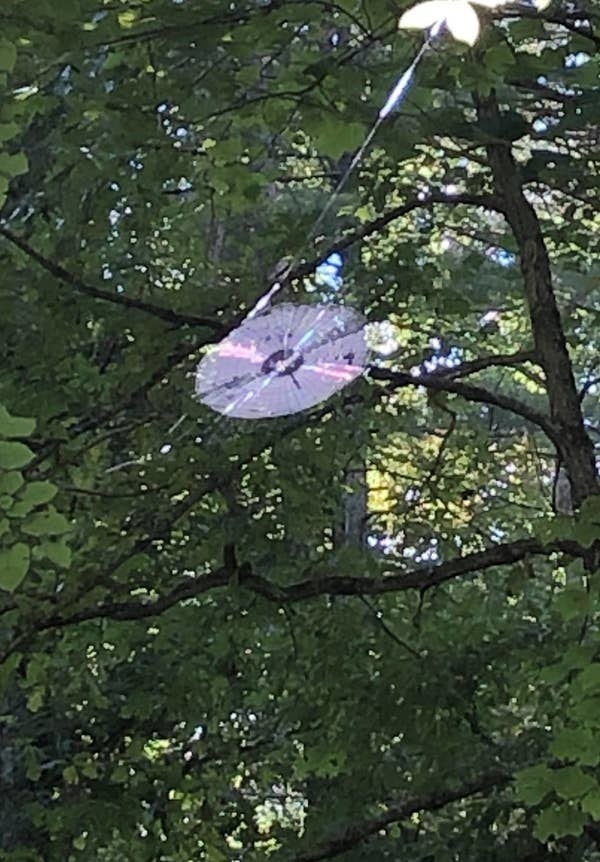 A round disc-shaped spider web stuck up high in some trees