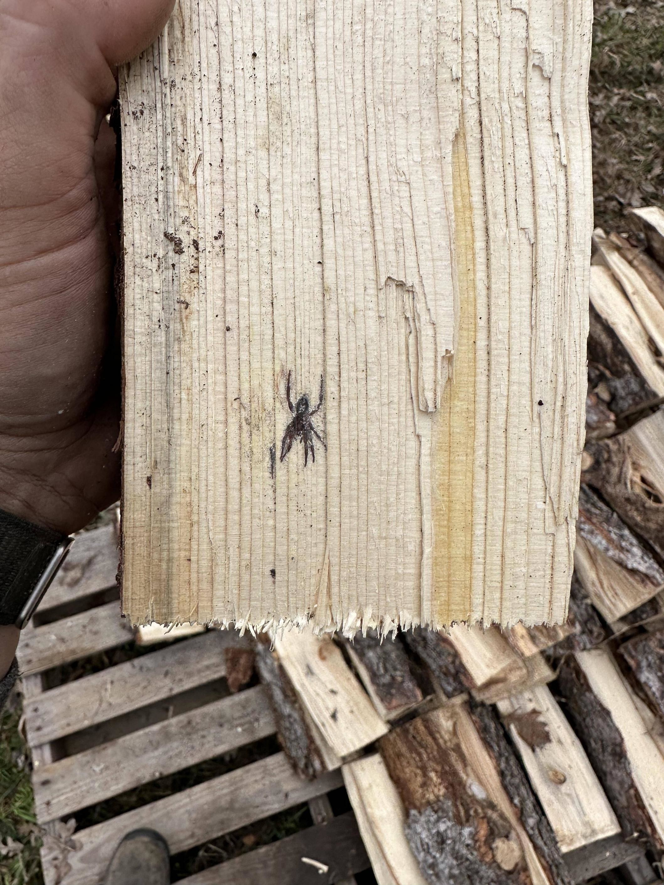 A spider embedded in wood
