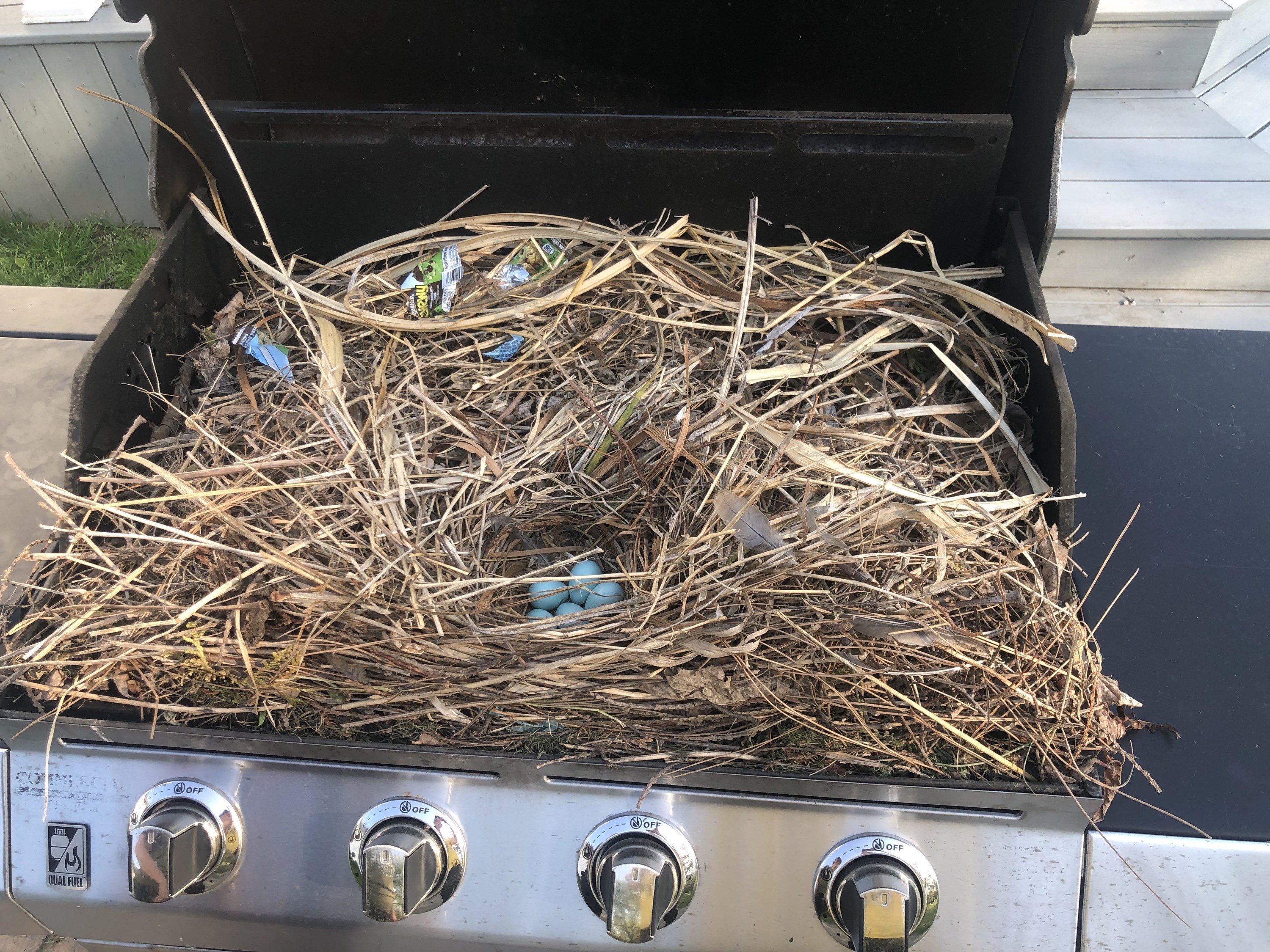 A nest in a BBQ grill