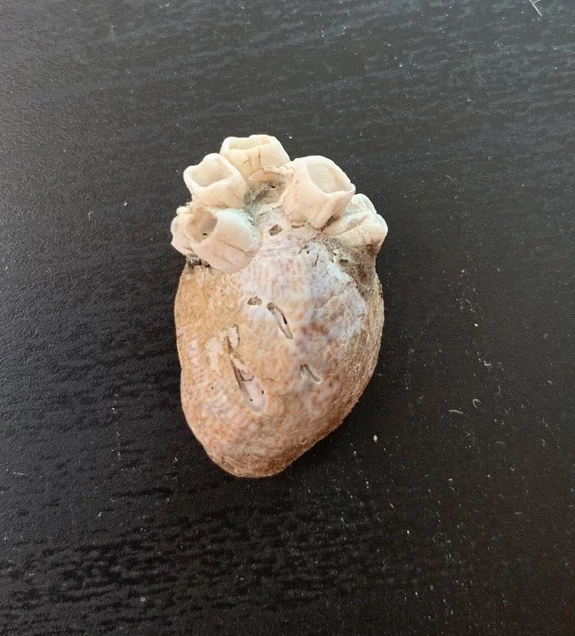 A shell in the shape of a heart