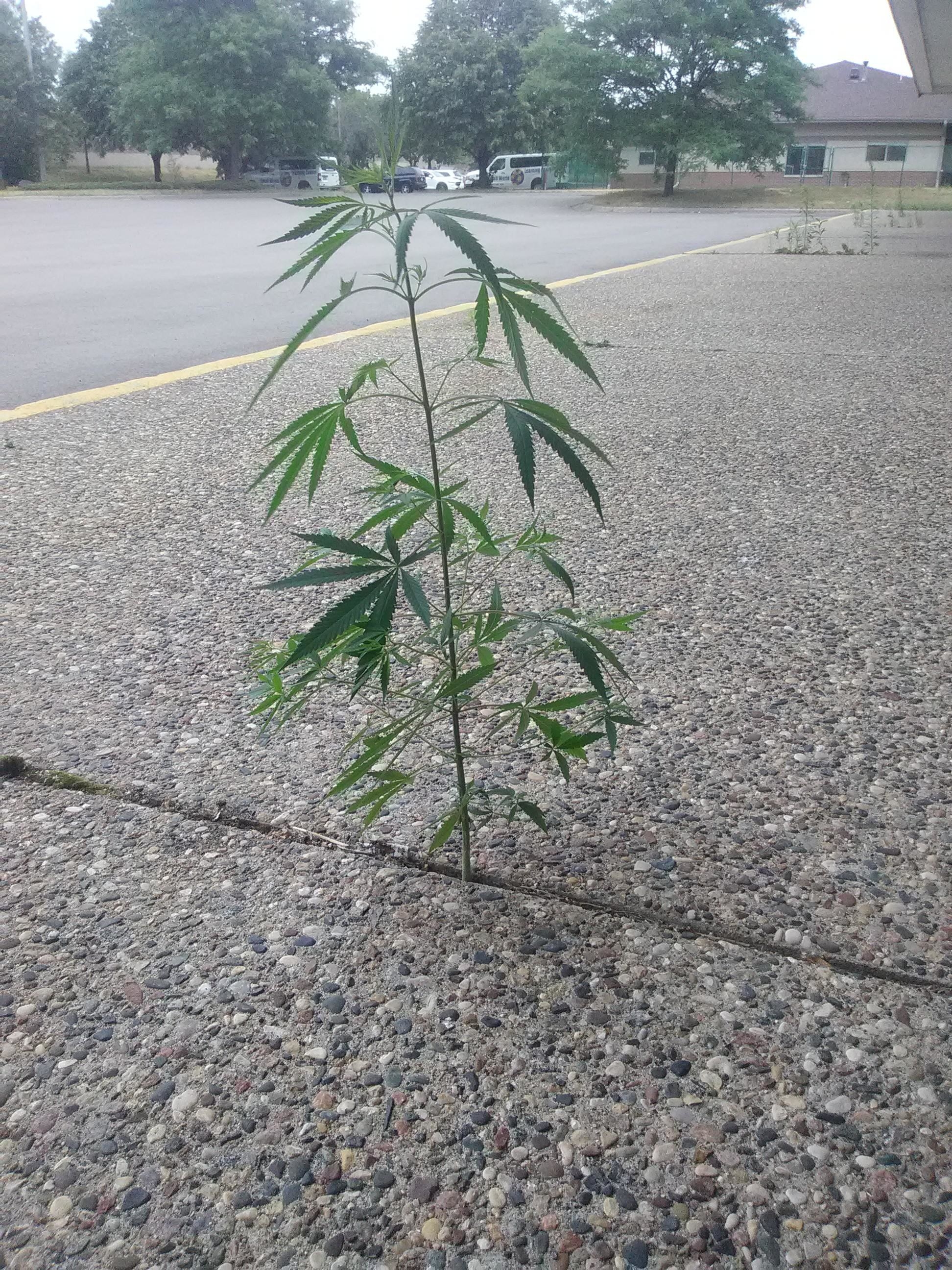 Marijuana growing out of concrete