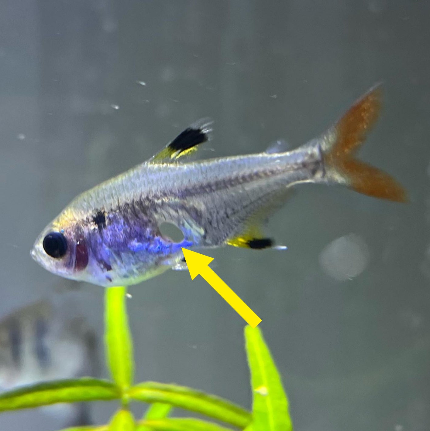 A fish with a hole in its body
