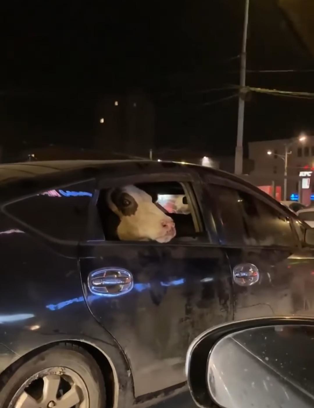 a car poking its head out of the backseat window of a sedan car