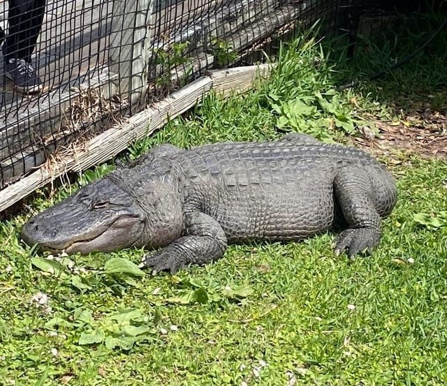 An alligator with no tail