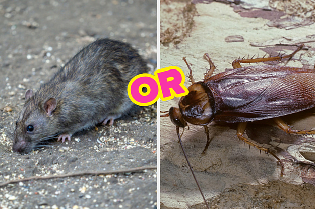 Are You More A Rat Or Cockroach?