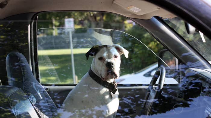 dog in driver&#x27;s seat of car