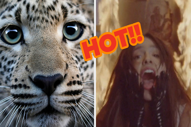 Choose Between These Animals And I'll Guess If You Prefer Hot Or Cold Weather