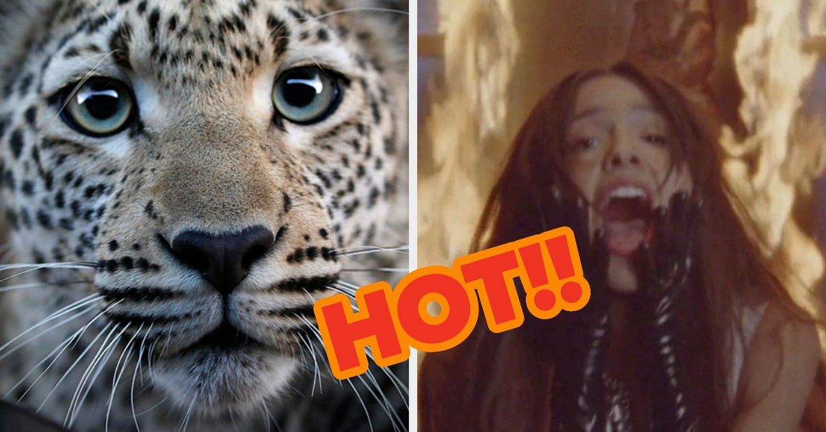 Hot Or Cold Weather Animal Quiz