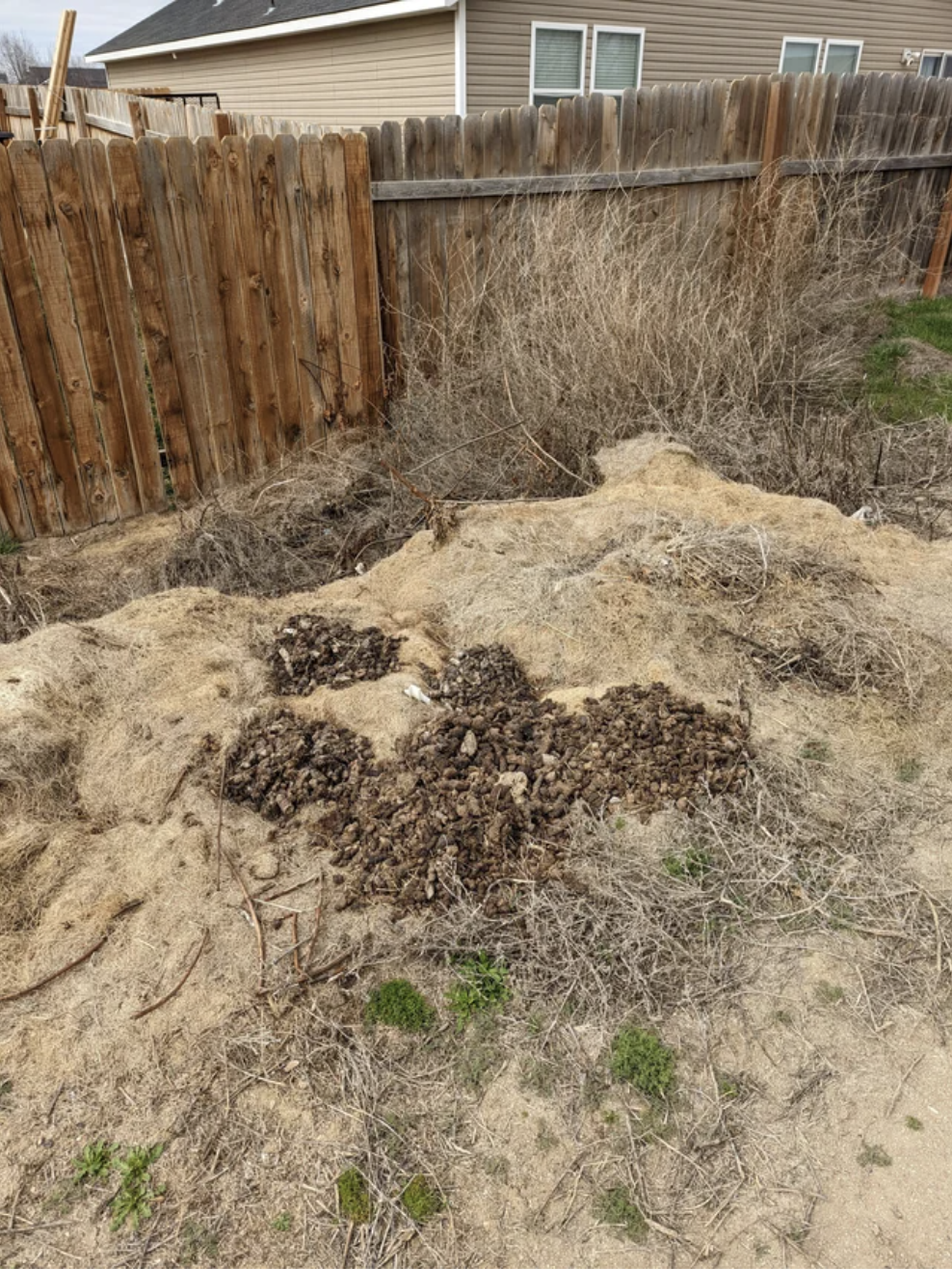 A pile of dog poop