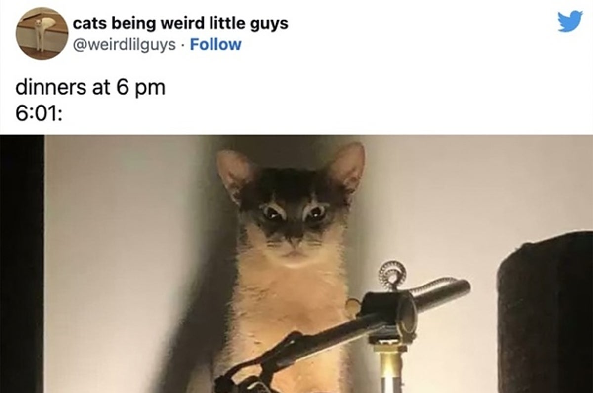 36 Cat Memes That Will Make Your Day 1000% Better