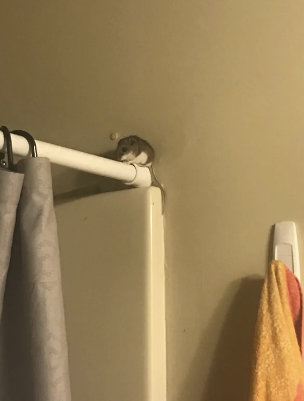 mouse on a shower curtain