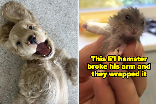 23 Cute Animals Who Will Make Your Day, Week, Month, And Year