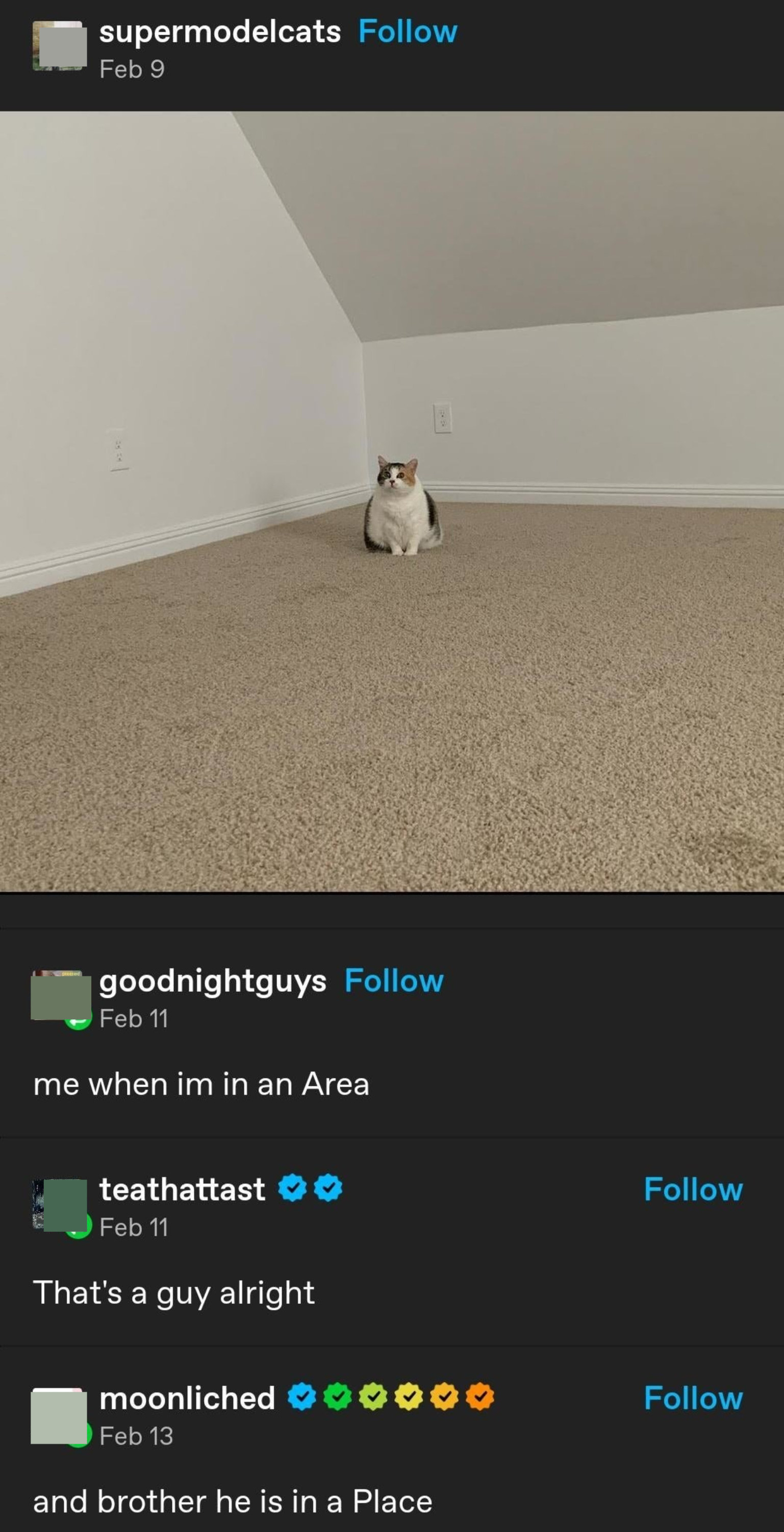 A cat sitting in an attic, with caption &quot;Me when I&#x27;m in an area&quot;