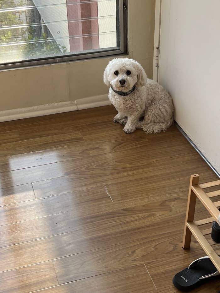 A small dog sitting by a window