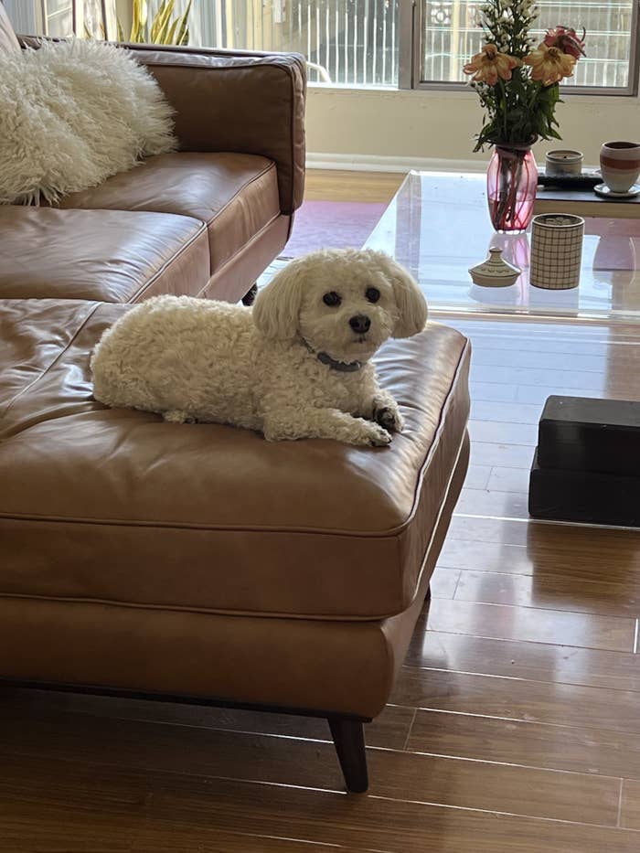 A small dog sitting on a couch