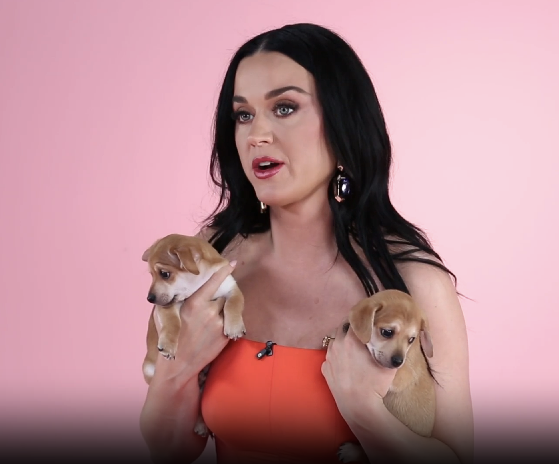 Closeup of Katy Perry playing with puppies