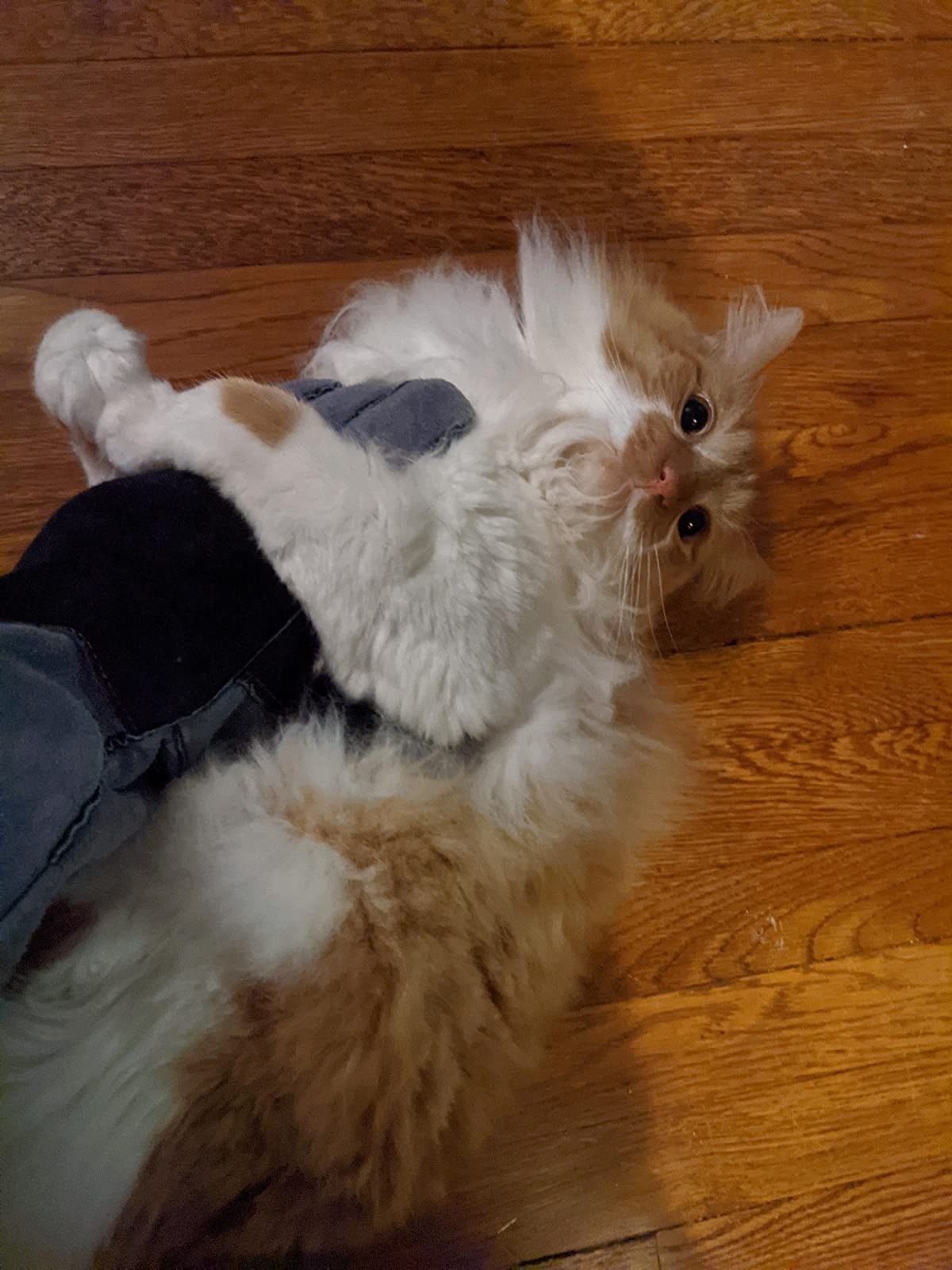 reviewer wearing the gray glove while playing with their fluffy cat