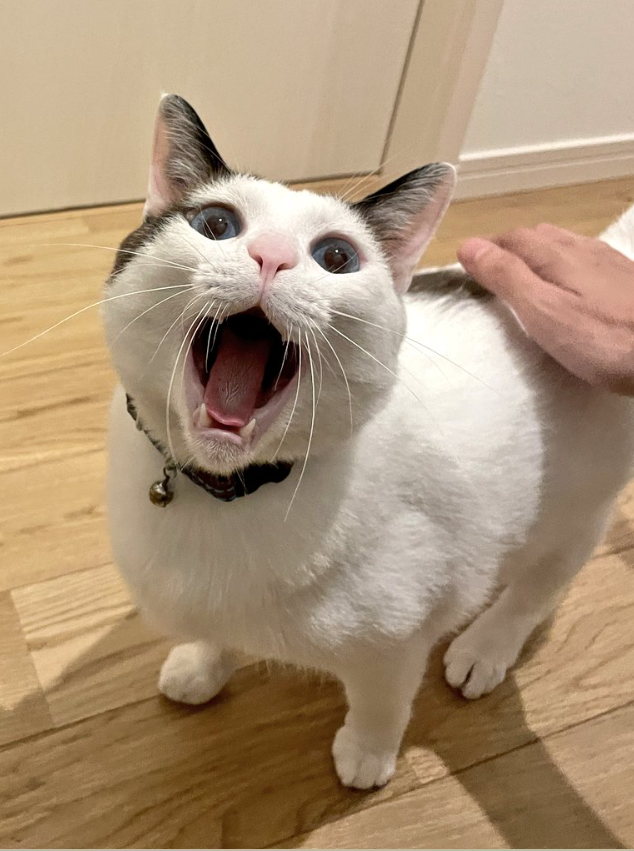 毎日アクビする度に誉めてたらアクビを見せに来てくれるようになった猫つくね