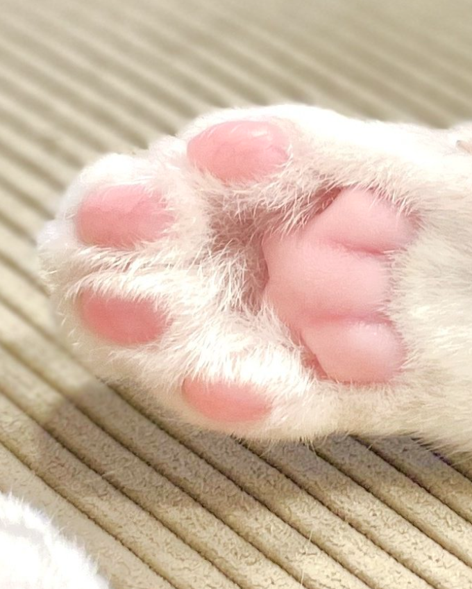 熱されたアスファルトで硬くなった保護猫の肉球が3年かけてこんなに綺麗になったの凄い