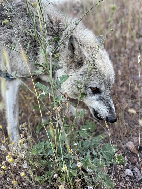 Close-up of a wolf dog in the grass
