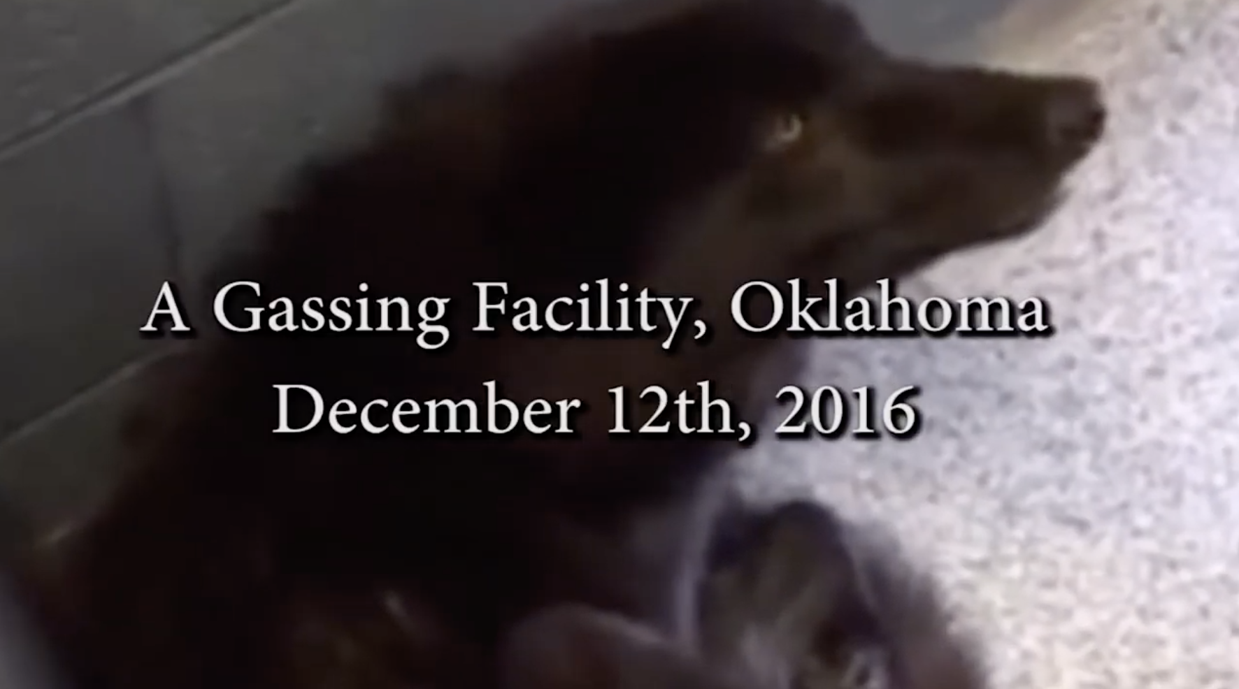 Close-up of a dog with caption &quot;A gassing facility, Oklahoma, Dec 12, 2016&quot;