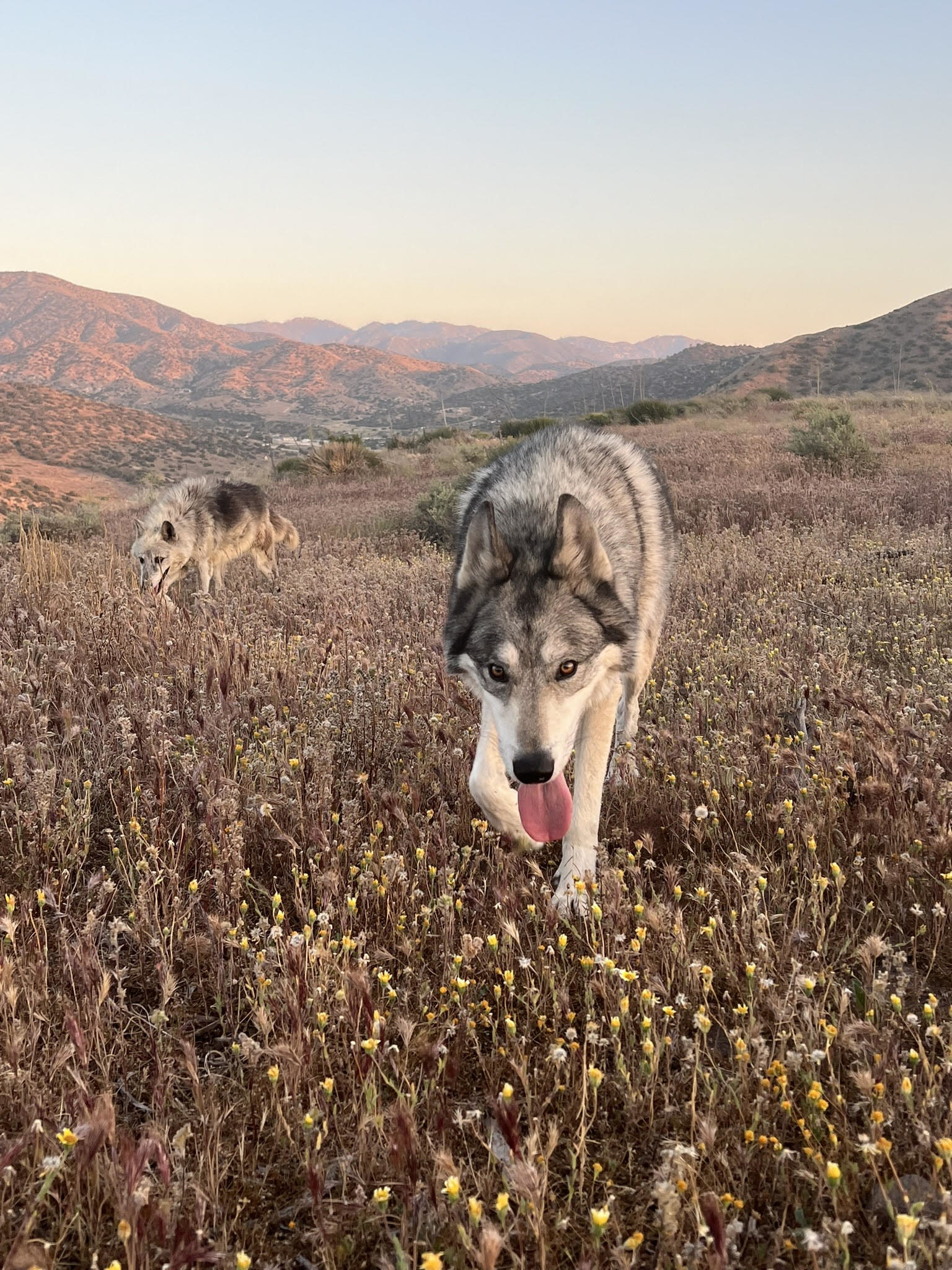 Two wolf dogs in the grass