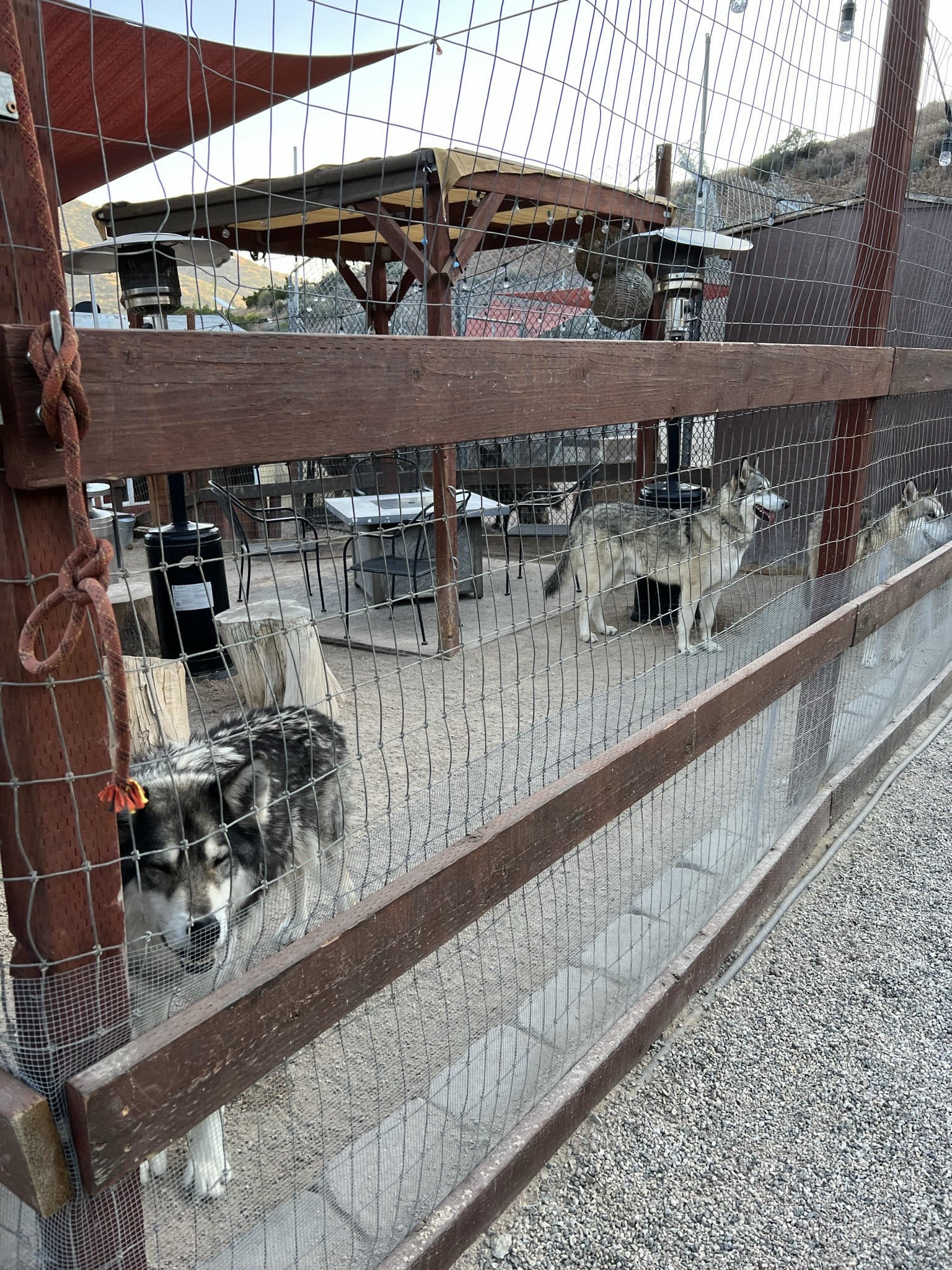Wolves and wolf dogs in an enclosure