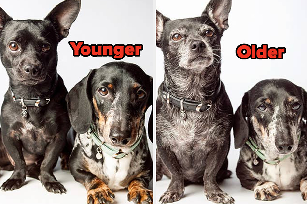 These Photos Of Dogs Taken Years Apart Are Absolutely Heartwarming