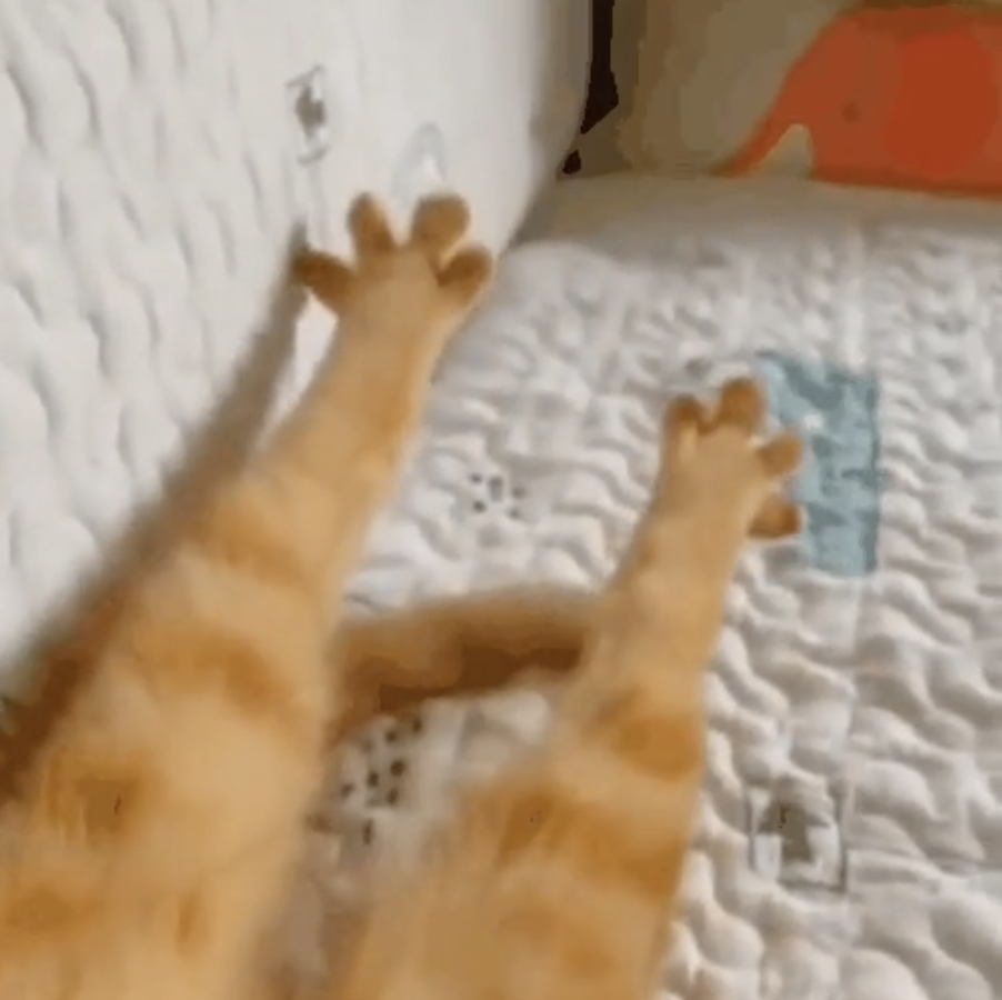 A cat stretching