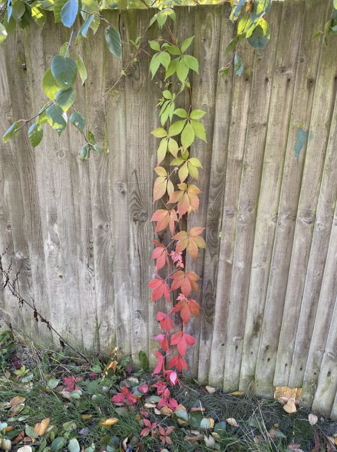 Rainbow-colored plant