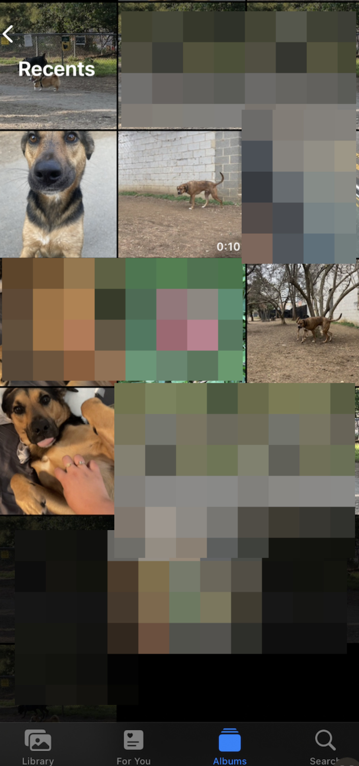 A camera roll with images of dogs and blurred out images of dog poo