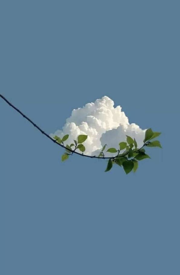 A cloud on a branch