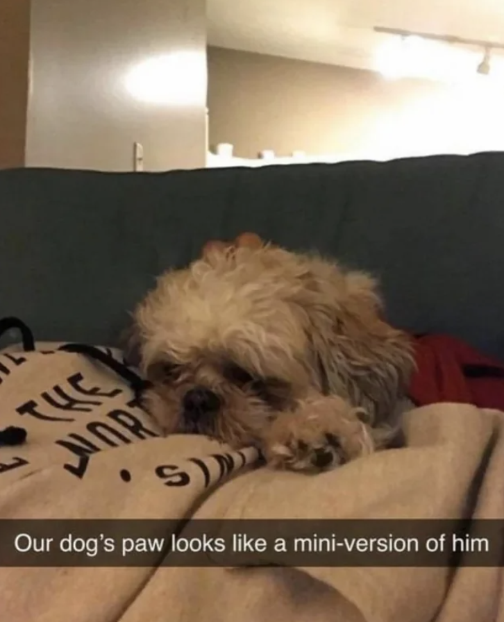 &quot;Our dog&#x27;s paw looks like a mini-version of him&quot;