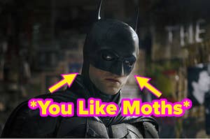Photo of batman that says "you like moths."