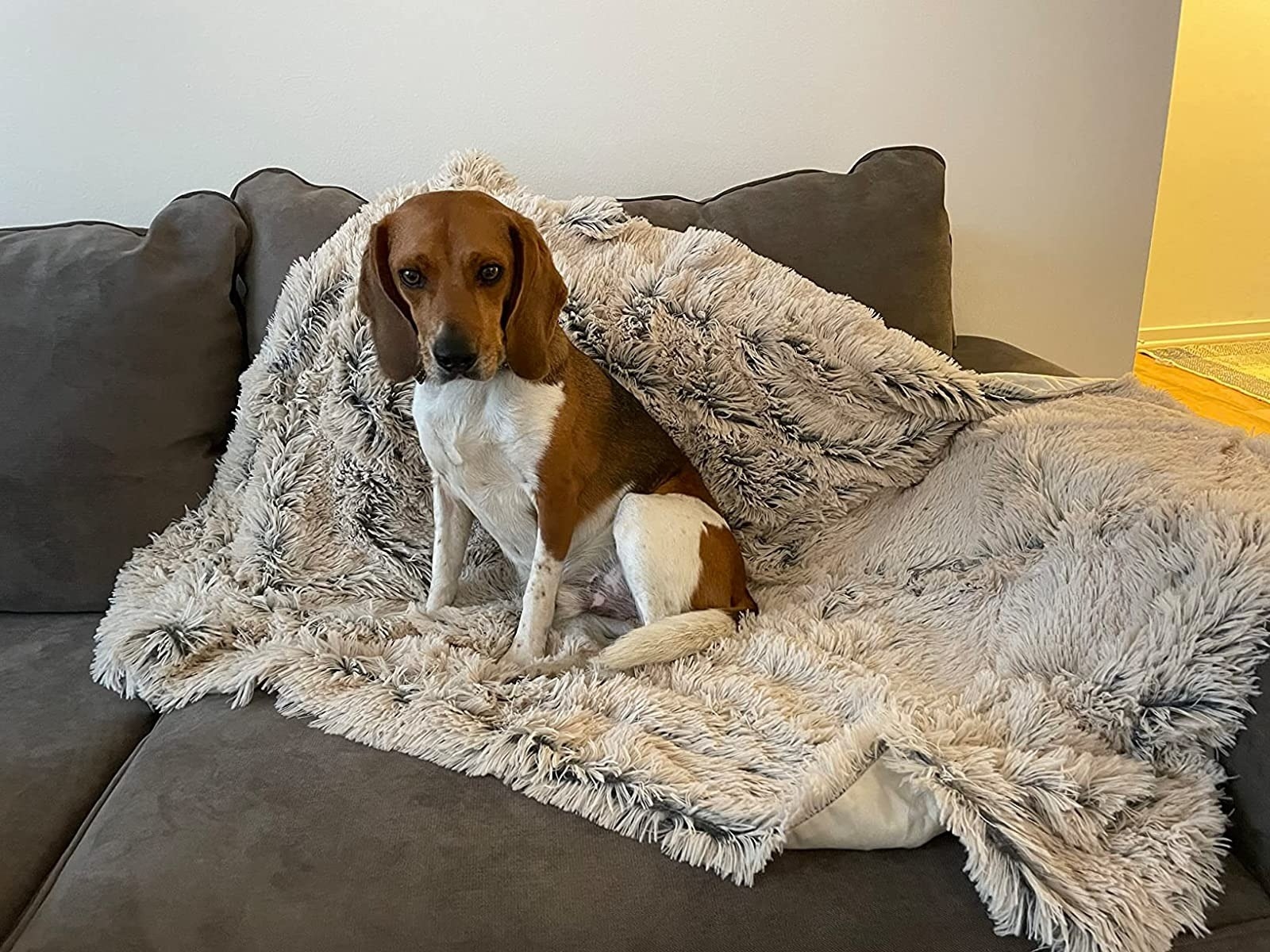 A dog sitting on a blanket
