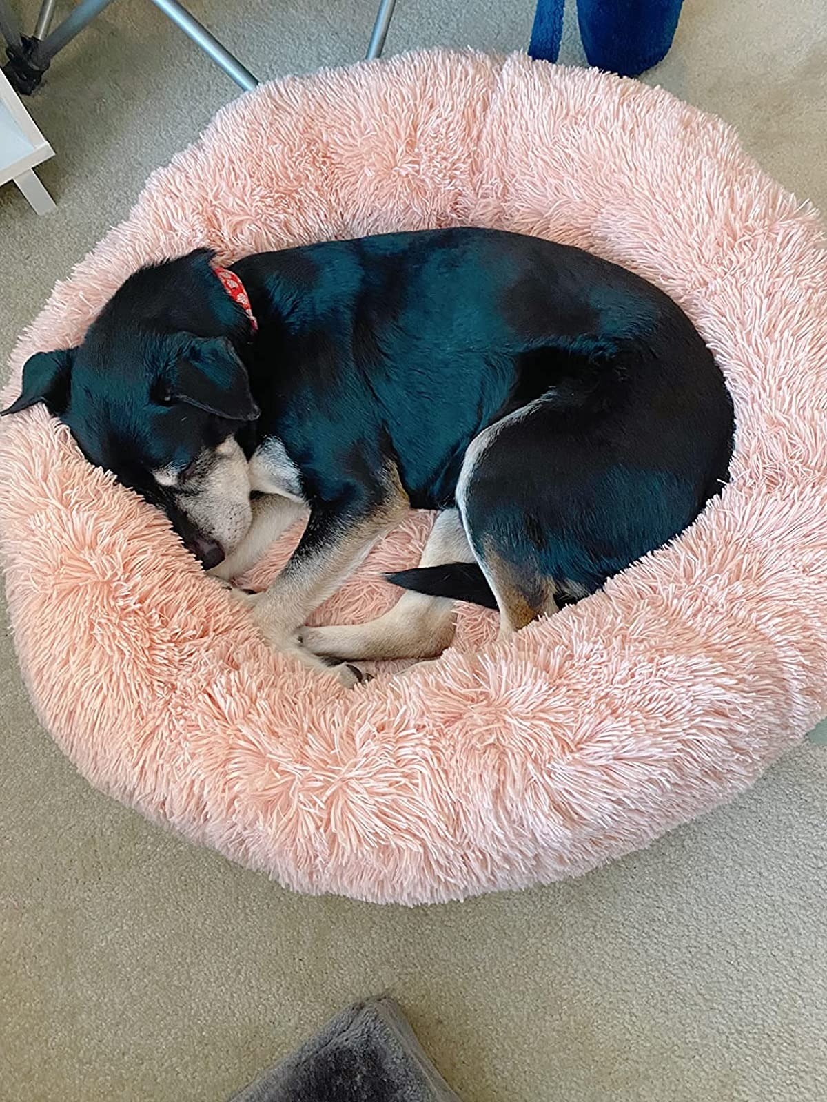 A puppy sleeping on a dog bed