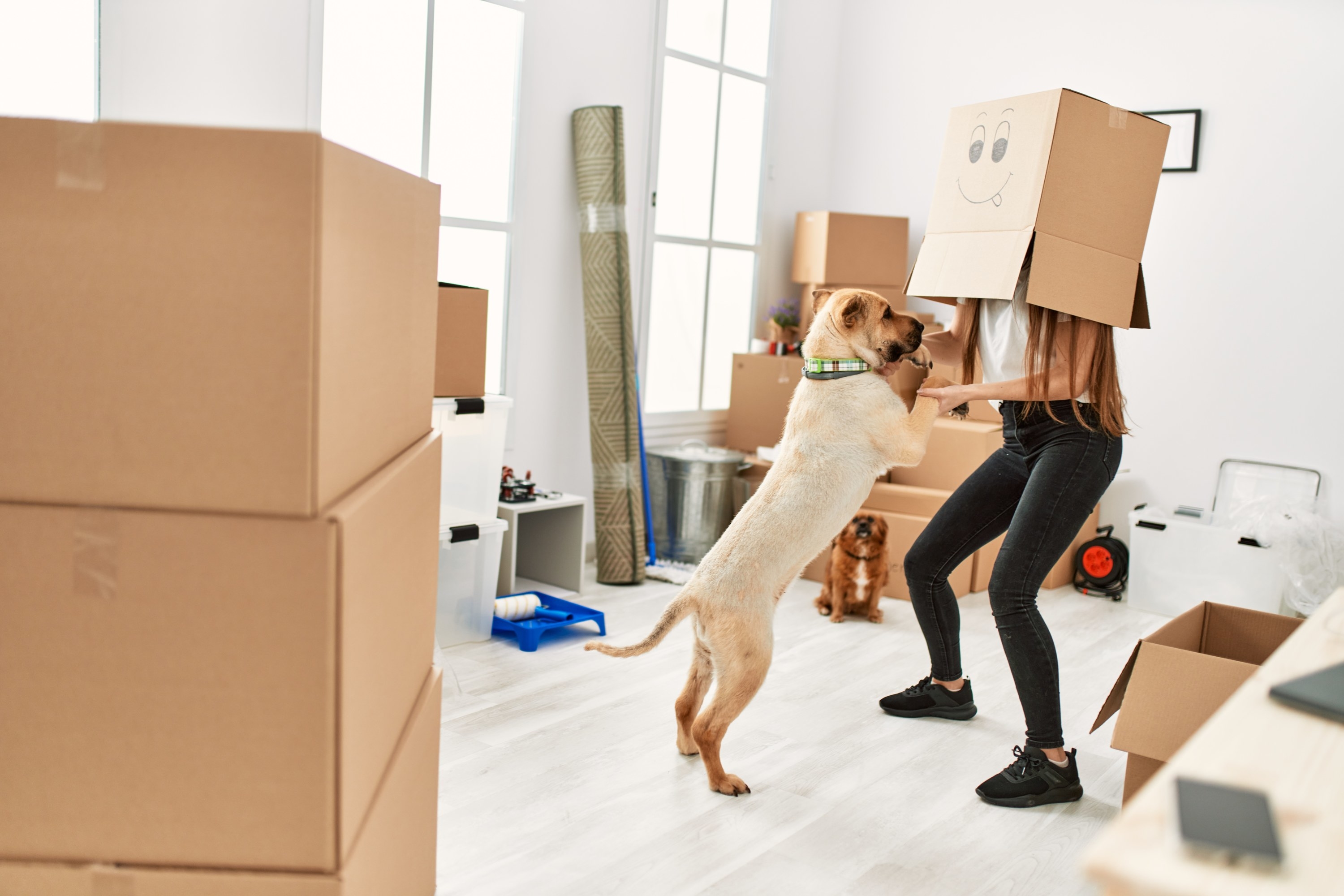 dog surrounded by moving boxes