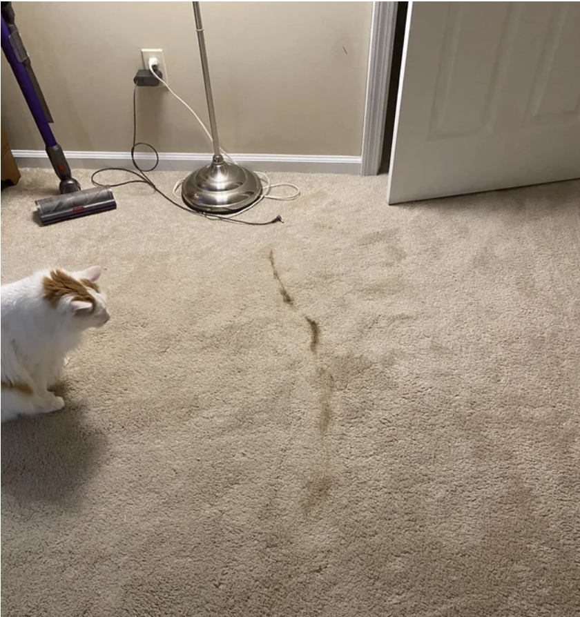 the stain on their rug with the cat to the sidde