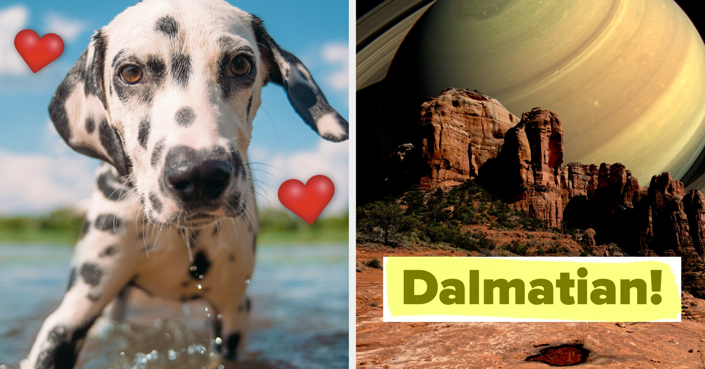 Create Your Own And I'll Tell You Which Dog Breed You Are