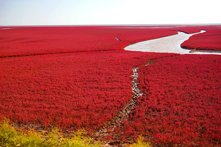 red wetlands along the water